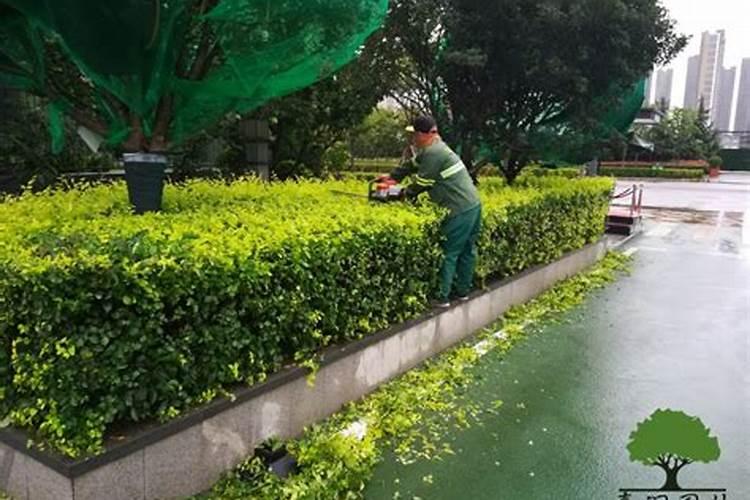 水梅花用什么肥料