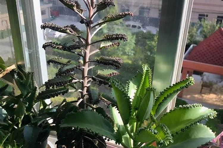 兰花发芽了怎么养壮苗 兰花发新芽怎么养护