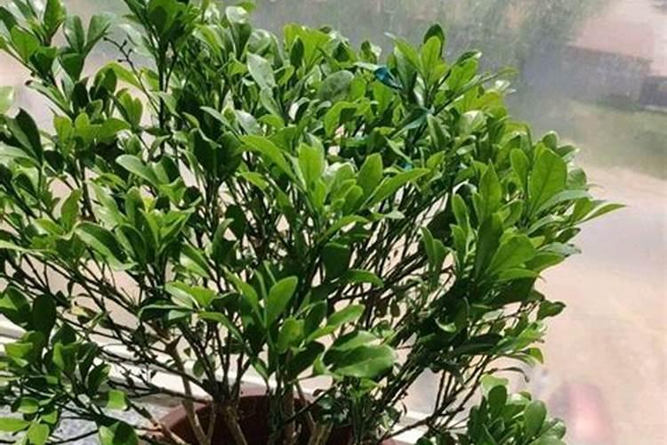 米兰花剪枝剪多了,想要快点发新芽有什么好办法？