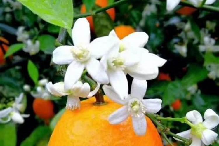橙子花开了还能上肥吗？