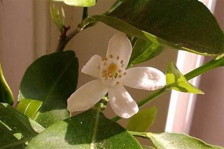 橙子开花时能浇水吗？