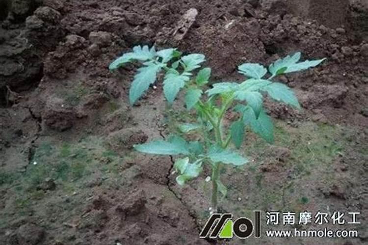 小番茄施什么肥最好