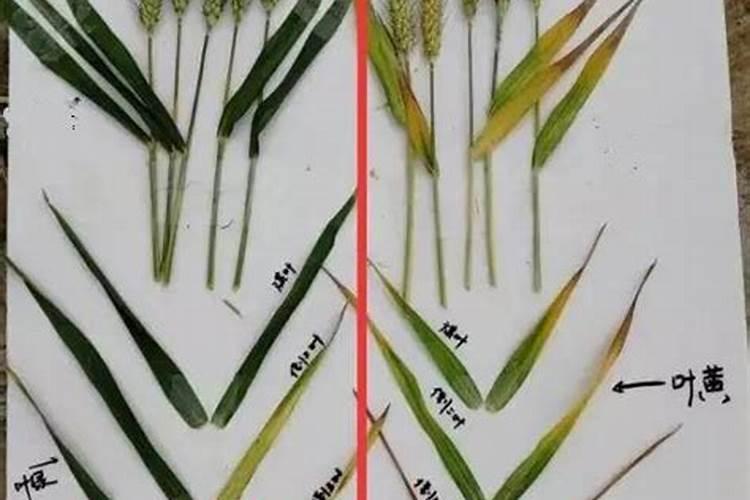 燕麦打矮壮素最佳时间 施肥注意事项有哪些