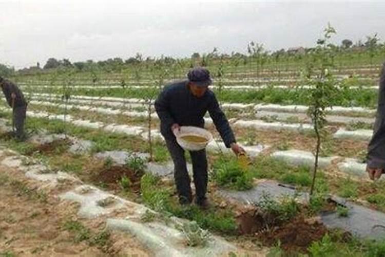 果树春季施尿素还是碳铵好？果树春季施肥,千万别用这两种肥!谁用谁后悔...