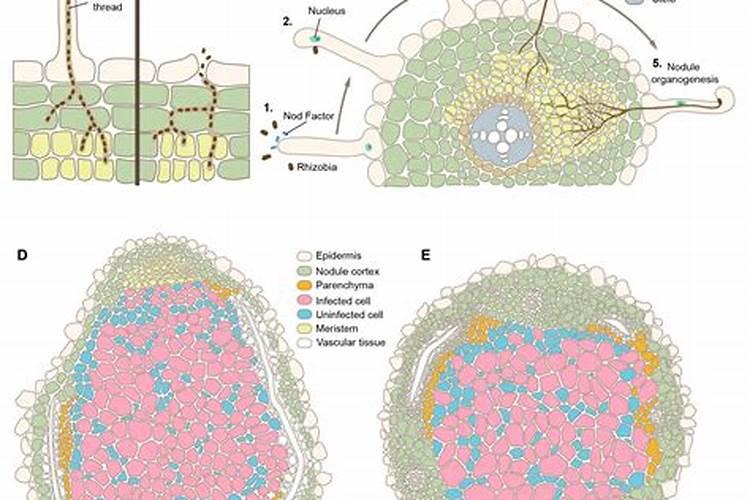 为什么豆类植物不需要施肥照样能长得好？