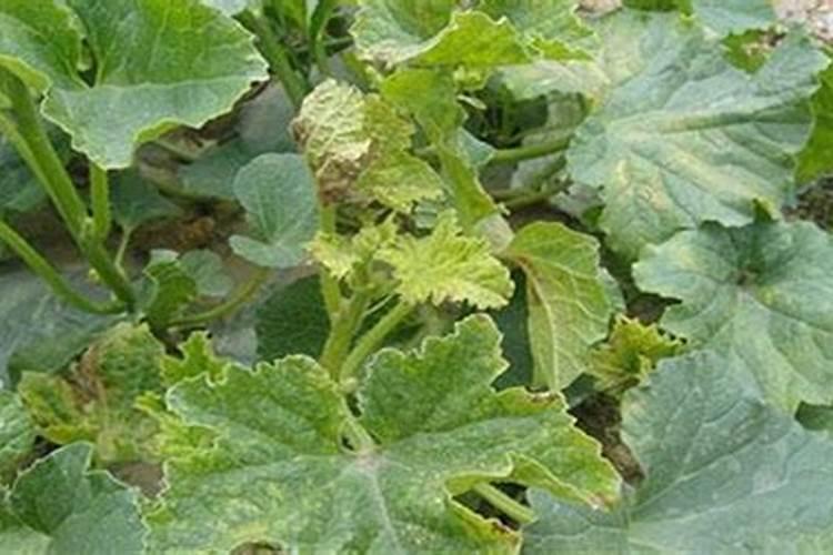 芹菜施什么肥好
