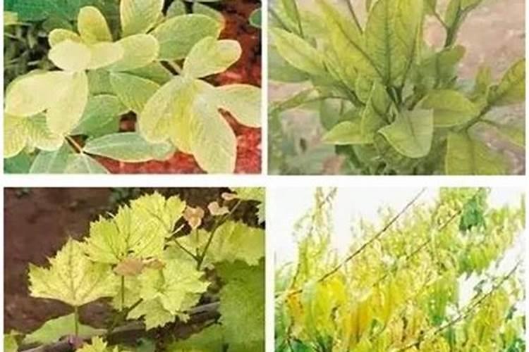 桃树打硫酸锌花前打好还是花后打？