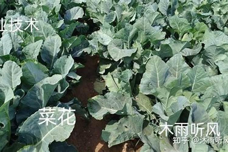 金弹子如何坐果