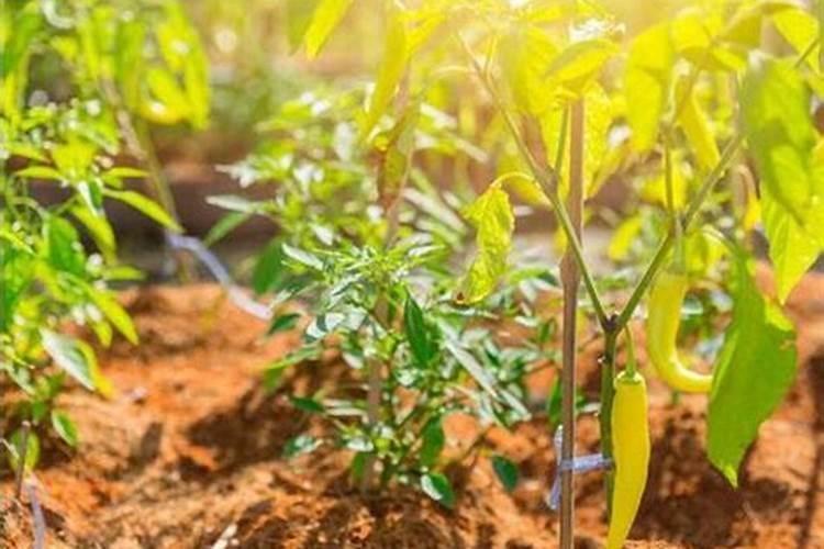 辣椒树掉叶子怎么办