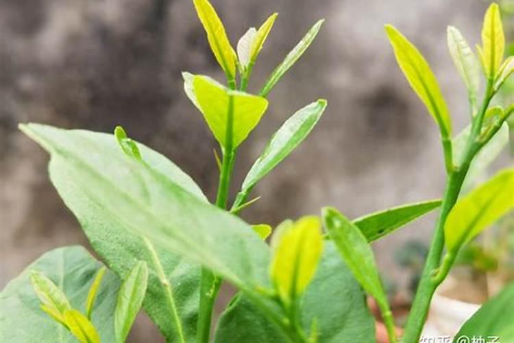 柠檬树小苗怎么养护