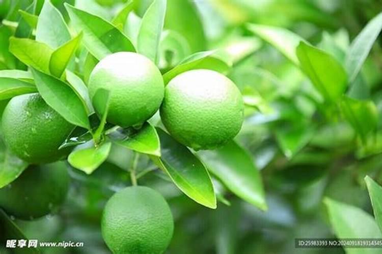 柠檬盆栽施什么肥