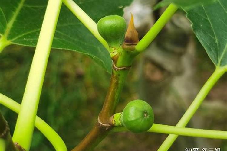 盆栽无花果怎么施肥