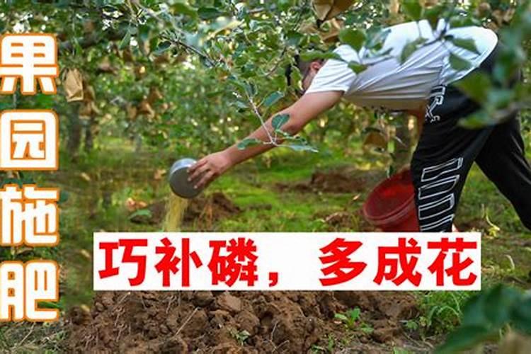 干树叶可以做肥料吗