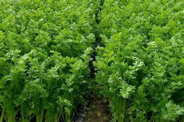 芹菜在生长期适宜施什么肥料