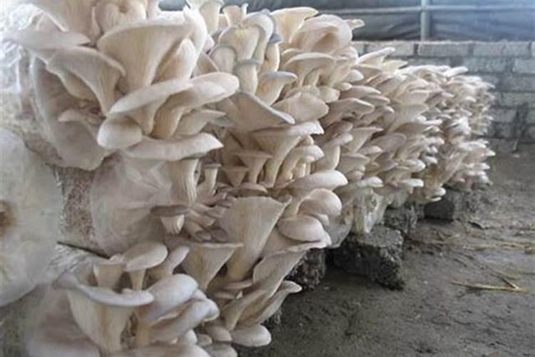 平菇高粱原种里面加多少磷酸二氢钾合适？