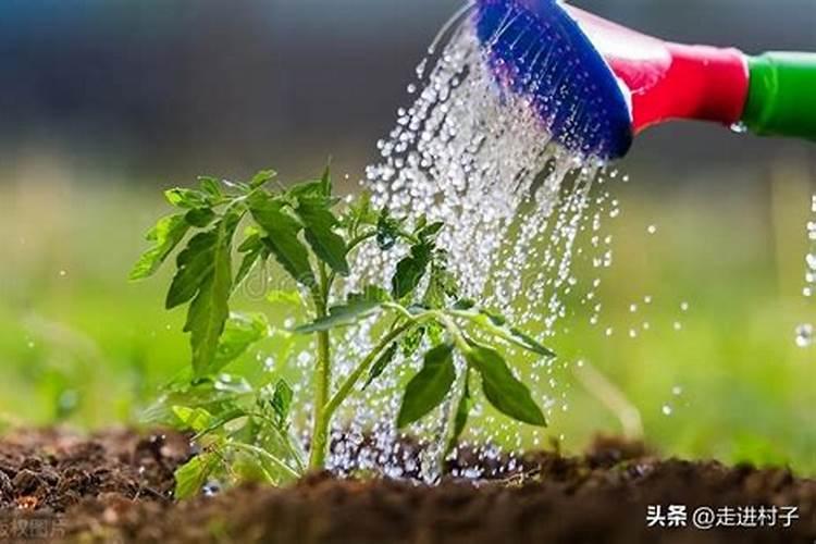 种菜多长时间可以施肥