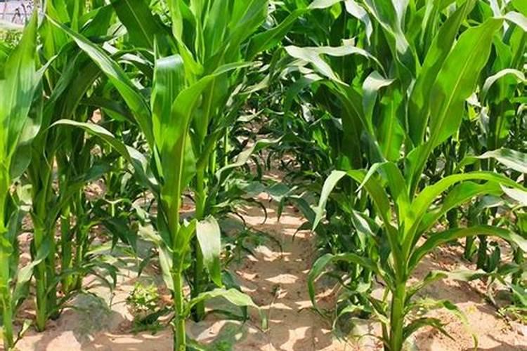 玉米底肥一次性施肥 氮磷钾 各用多少？