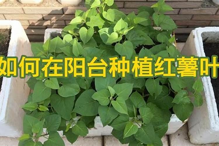 红薯施肥注意事项是什么
