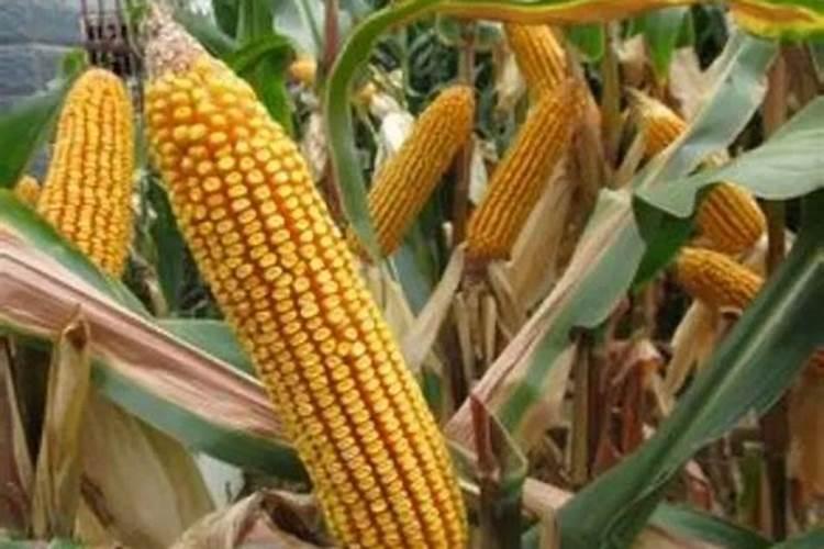 玉米底肥一次性施肥 氮磷钾 各用多少？