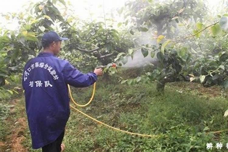 茄子缺镁不利于生长,茄子缺镁如何补救？