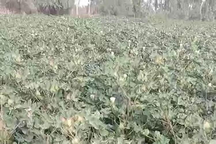种茄子用什么肥料最好