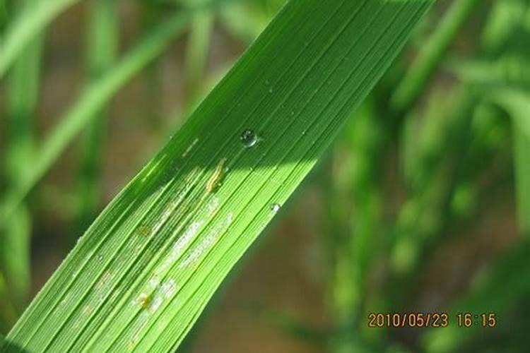 种菜用什么肥料最好