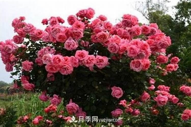 具备钾元素的水溶肥都有啥