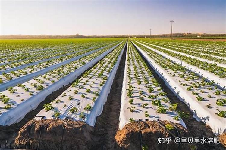 桔子树施什么肥才会甜