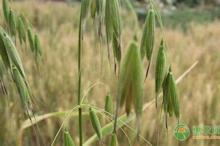 燕麦适合什么土壤条件种植燕麦种植的生长环境