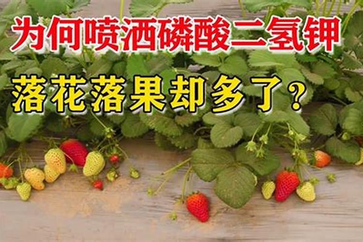 梅花要怎样施肥？