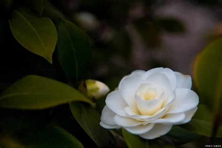 茶花冬天上什么肥