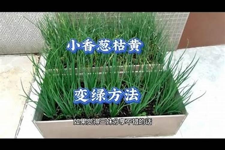 这葱怎么了开始干尖了,根系不发达发黄不长。