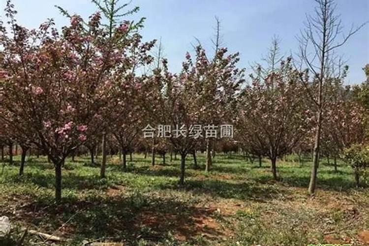 一年中什么时候给月季施肥最好(月季施肥的最佳时间)