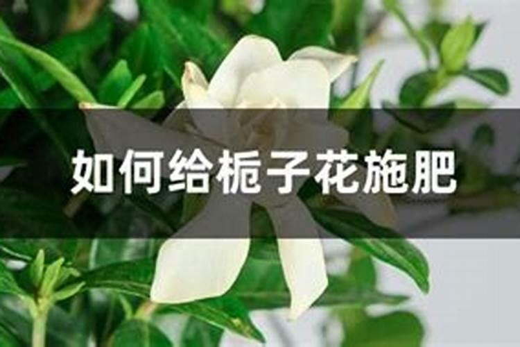 栀子花用什么肥料最好