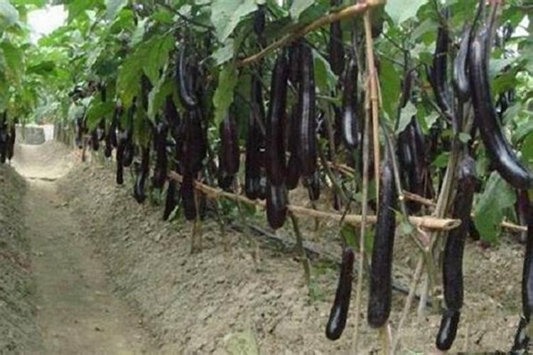 使用哪类化肥会使土壤板结