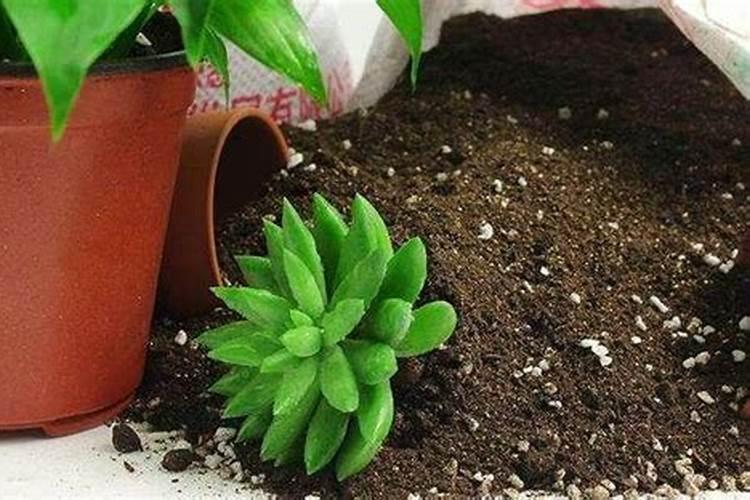 刚换盆的茶花可以施肥吗