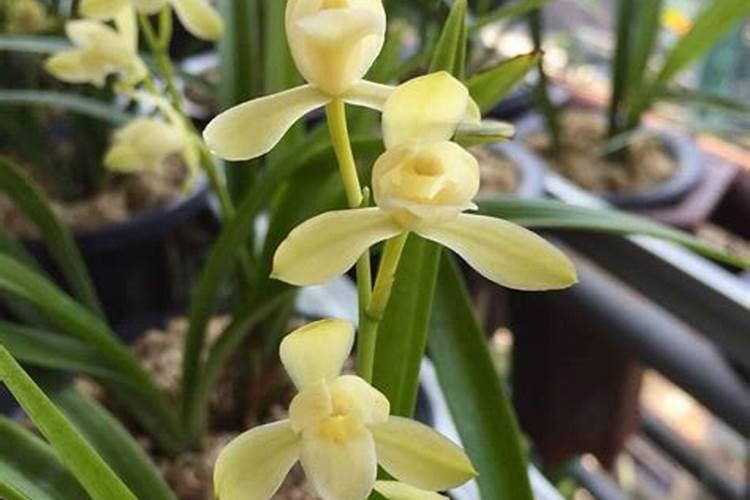 家庭种菜养花的种植土和营养土最全攻略