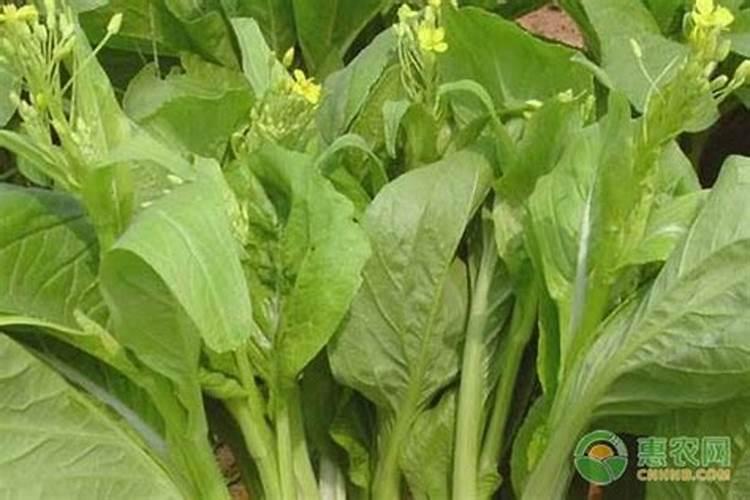 菜心怎么种才不招虫 种菜心不招虫方法