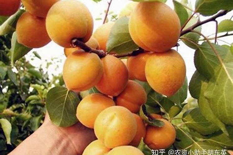 杏树无公害施肥怎样做？