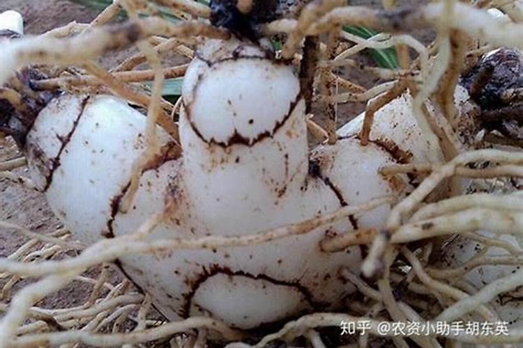 生根粉和芸苔素有什么区别