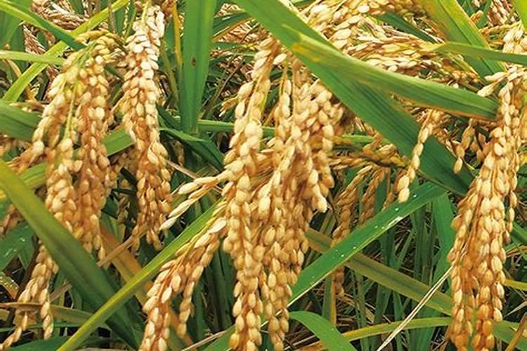 花生米做肥料的方法