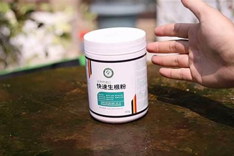 绣球花的养殖方法和注意事项