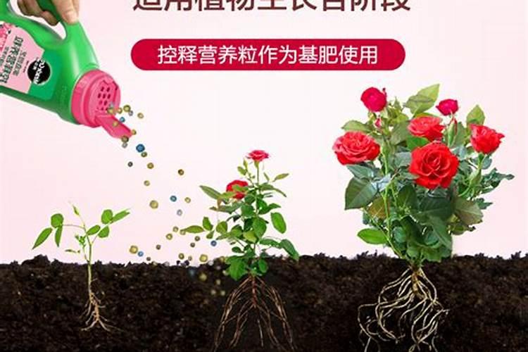 夏天如何养殖兰花年底开花就稳了