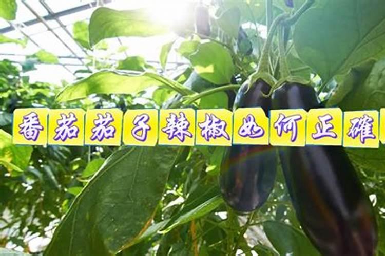 小辣椒用什么肥料最好