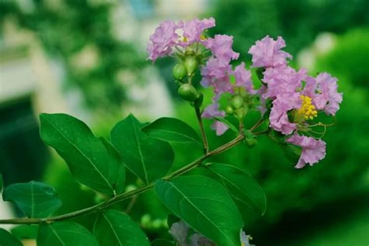 地栽紫薇树叶子全部耷拉下来怎么回事？
