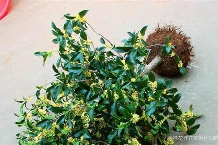 芙蓉花浇什么肥料合适