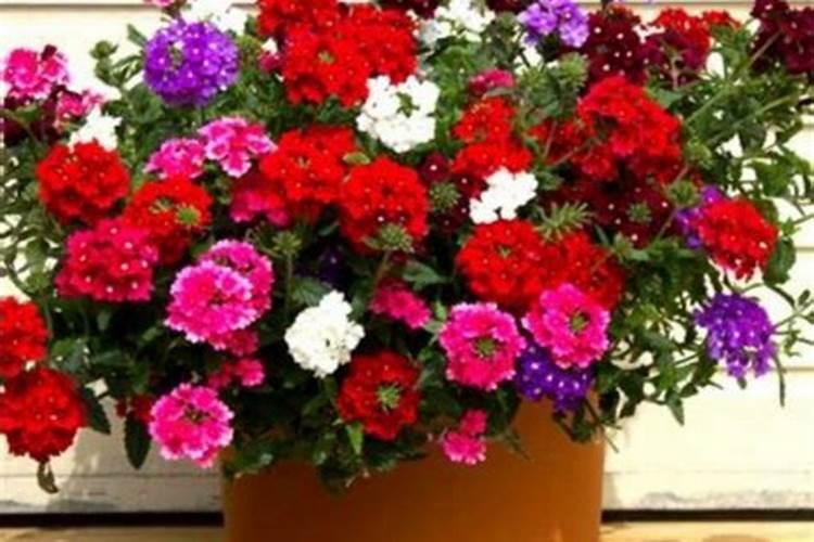 什么花肥开花最旺盛最好养