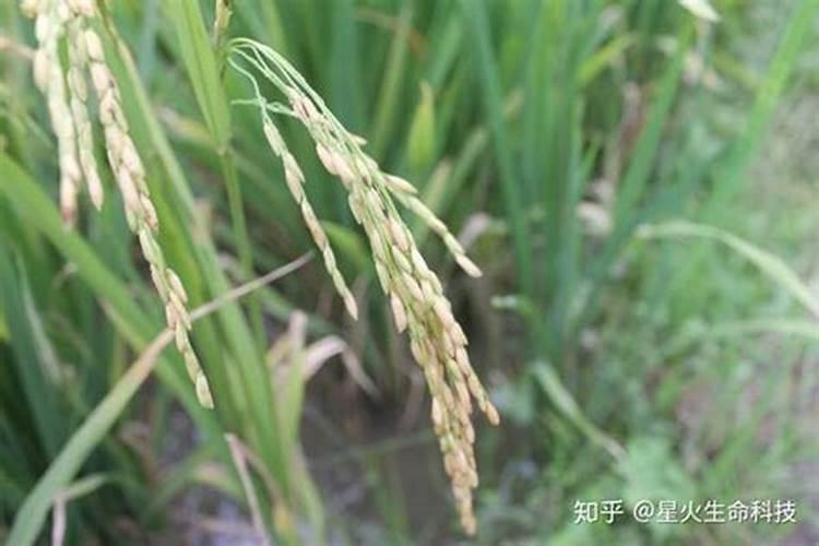 黄瓜为什么是绿色的 段子