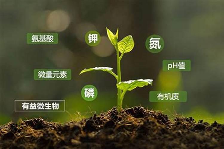 有机肥含有什么元素