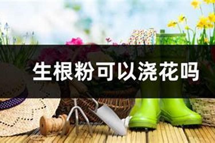 茶花刚放盆后可以马上施生根肥吗？